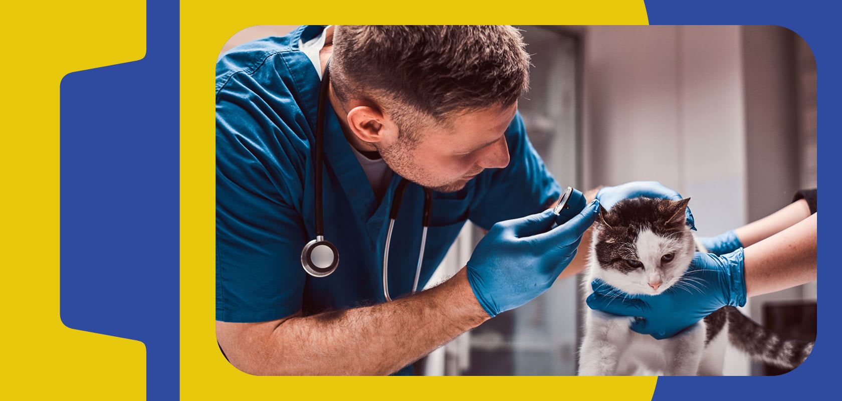 6 wild jobs for animal lovers